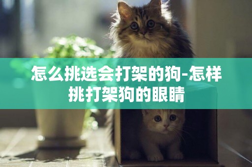怎么挑選會打架的狗-怎樣挑打架狗的眼睛