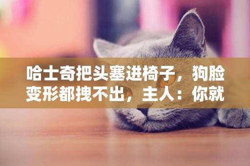 哈士奇把頭塞進椅子，狗臉變形都拽不出，主人：你就是欠揍 