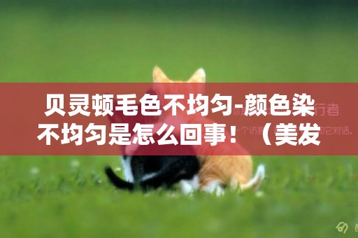貝靈頓毛色不均勻-顏色染不均勻是怎么回事！（美發）