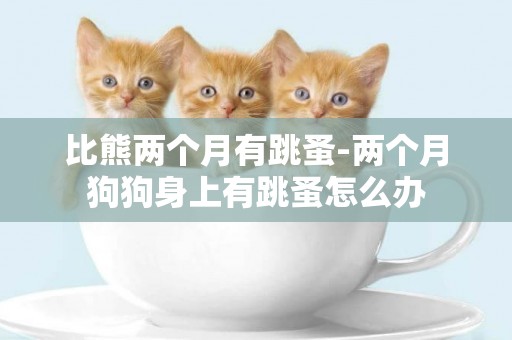 比熊兩個月有跳蚤-兩個月狗狗身上有跳蚤怎么辦