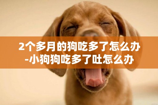2個多月的狗吃多了怎么辦-小狗狗吃多了吐怎么辦