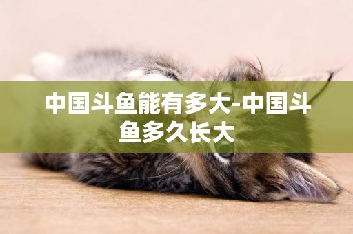 中國斗魚能有多大-中國斗魚多久長大