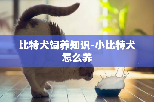 比特犬飼養知識-小比特犬怎么養