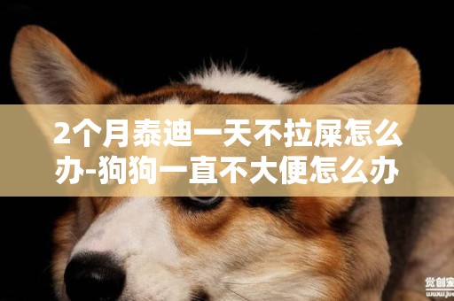 2個月泰迪一天不拉屎怎么辦-狗狗一直不大便怎么辦？