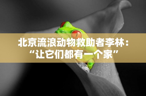 北京流浪動物救助者李林：“讓它們都有一個家” 