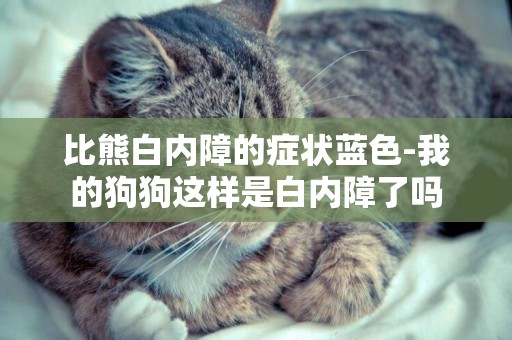 比熊白內障的癥狀藍色-我的狗狗這樣是白內障了嗎
