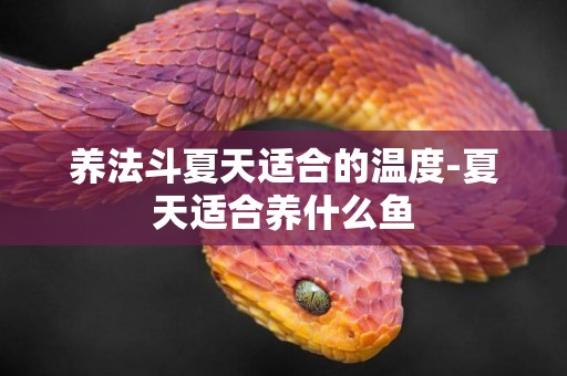 養法斗夏天適合的溫度-夏天適合養什么魚