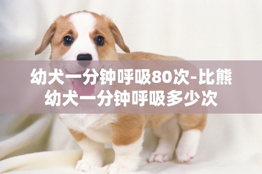 幼犬一分鐘呼吸80次-比熊幼犬一分鐘呼吸多少次