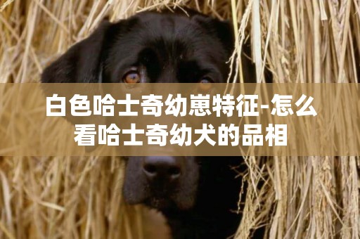 白色哈士奇幼崽特征-怎么看哈士奇幼犬的品相