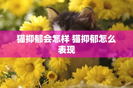 貓抑郁會怎樣 貓抑郁怎么表現