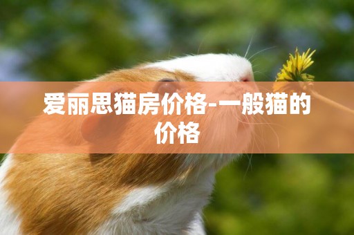 愛麗思貓房價格-一般貓的價格