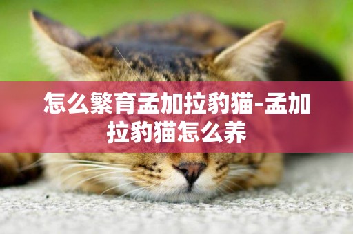怎么繁育孟加拉豹貓-孟加拉豹貓怎么養