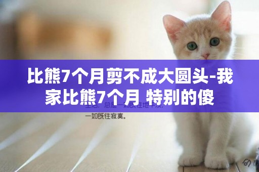 比熊7個月剪不成大圓頭-我家比熊7個月 特別的傻