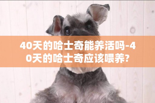 40天的哈士奇能養活嗎-40天的哈士奇應該喂養?