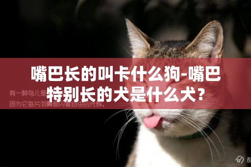 嘴巴長的叫卡什么狗-嘴巴特別長的犬是什么犬？