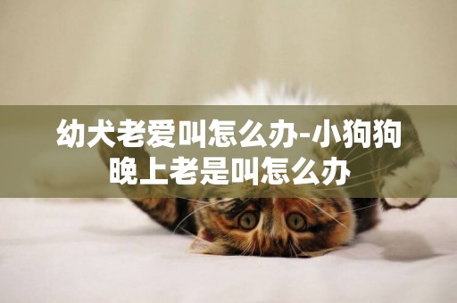 幼犬老愛叫怎么辦-小狗狗晚上老是叫怎么辦