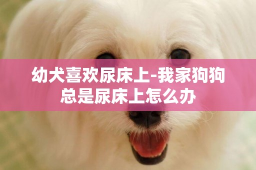 幼犬喜歡尿床上-我家狗狗總是尿床上怎么辦