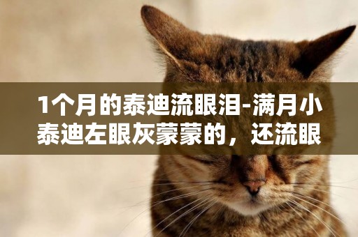 1個月的泰迪流眼淚-滿月小泰迪左眼灰蒙蒙的，還流眼淚怎么辦