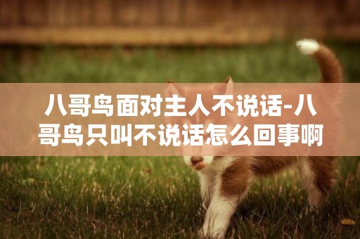 八哥鳥面對主人不說話-八哥鳥只叫不說話怎么回事啊