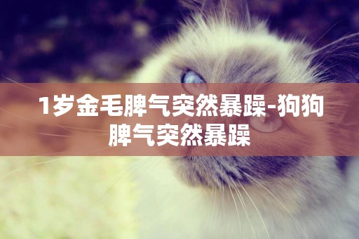 1歲金毛脾氣突然暴躁-狗狗脾氣突然暴躁
