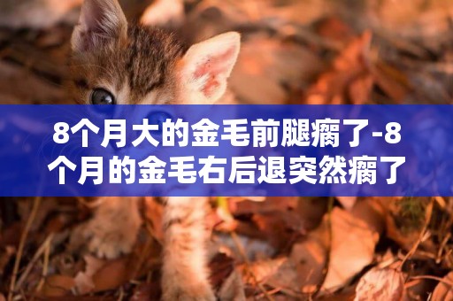 8個月大的金毛前腿瘸了-8個月的金毛右后退突然瘸了怎么回事