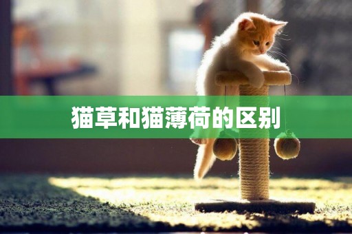 貓草和貓薄荷的區別
