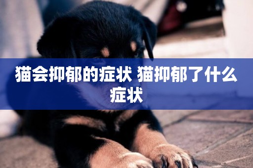 貓會抑郁的癥狀 貓抑郁了什么癥狀