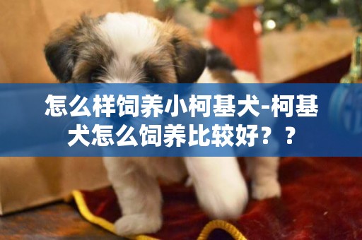怎么樣飼養小柯基犬-柯基犬怎么飼養比較好？？
