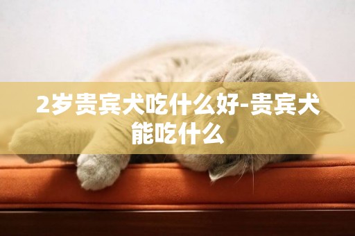 2歲貴賓犬吃什么好-貴賓犬能吃什么