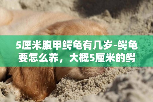 5厘米腹甲鱷龜有幾歲-鱷龜要怎么養，大概5厘米的鱷龜，求大神指點。