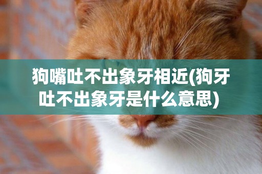 狗嘴吐不出象牙相近(狗牙吐不出象牙是什么意思) 