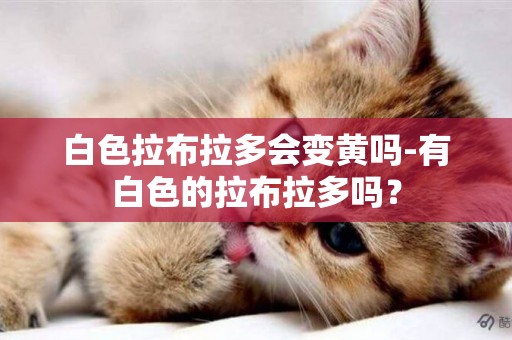 白色拉布拉多會變黃嗎-有白色的拉布拉多嗎？
