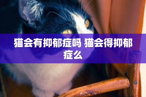 貓會有抑郁癥嗎 貓會得抑郁癥么