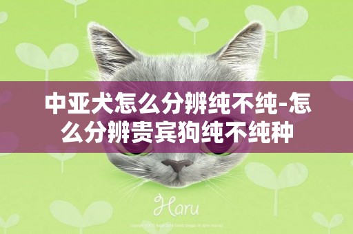 中亞犬怎么分辨純不純-怎么分辨貴賓狗純不純種