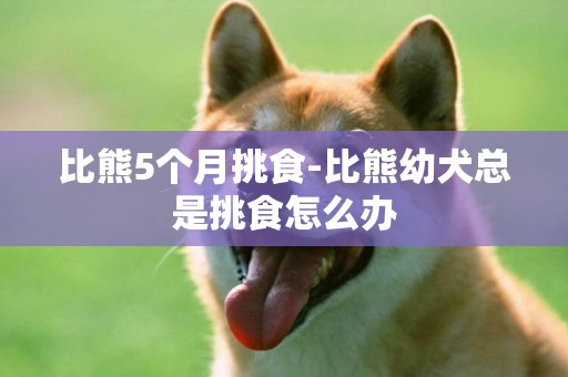 比熊5個月挑食-比熊幼犬總是挑食怎么辦