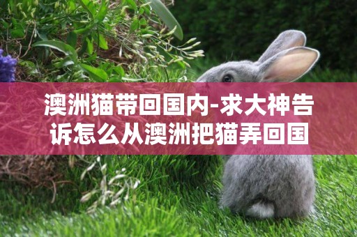 澳洲貓帶回國內-求大神告訴怎么從澳洲把貓弄回國