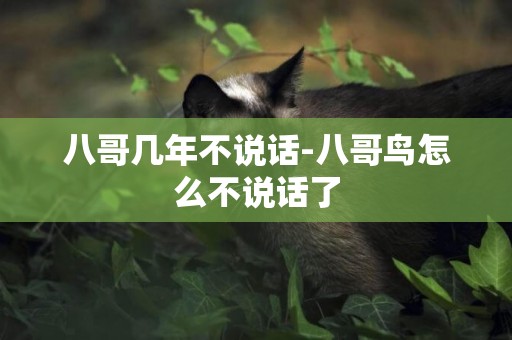 八哥幾年不說話-八哥鳥怎么不說話了