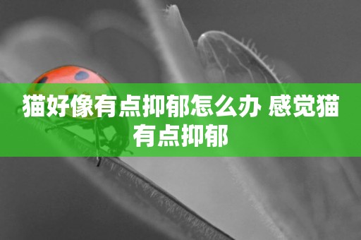 貓好像有點抑郁怎么辦 感覺貓有點抑郁