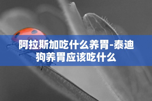 阿拉斯加吃什么養胃-泰迪狗養胃應該吃什么