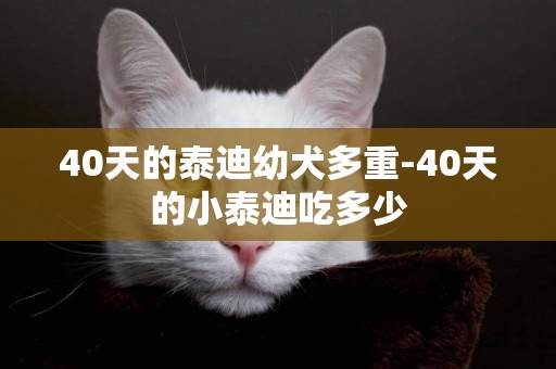 40天的泰迪幼犬多重-40天的小泰迪吃多少