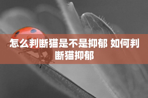 怎么判斷貓是不是抑郁 如何判斷貓抑郁