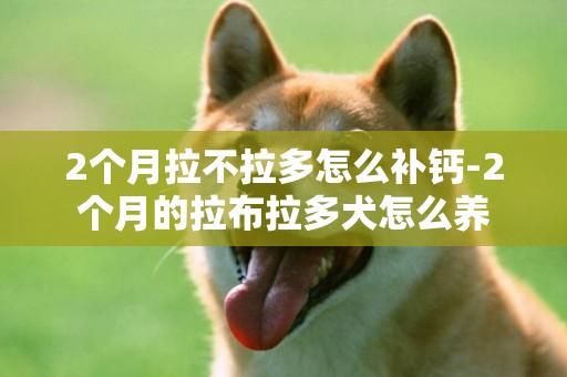 2個月拉不拉多怎么補鈣-2個月的拉布拉多犬怎么養