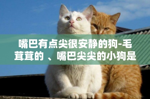 嘴巴有點尖很安靜的狗-毛茸茸的 、嘴巴尖尖的小狗是什么狗