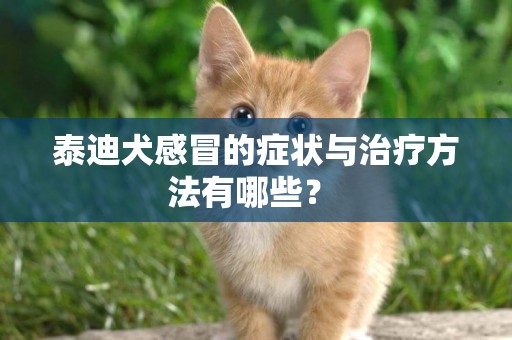 泰迪犬感冒的癥狀與治療方法有哪些？ 