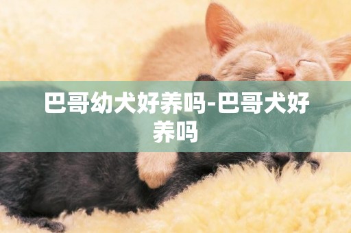 巴哥幼犬好養嗎-巴哥犬好養嗎