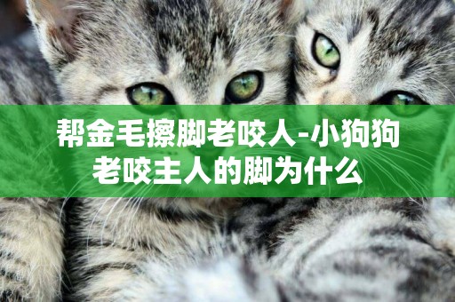 幫金毛擦腳老咬人-小狗狗老咬主人的腳為什么