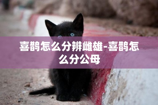 喜鵲怎么分辨雌雄-喜鵲怎么分公母