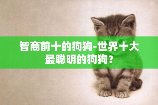 智商前十的狗狗-世界十大最聰明的狗狗？