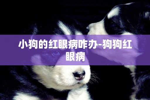 小狗的紅眼病咋辦-狗狗紅眼病