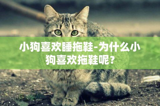 小狗喜歡睡拖鞋-為什么小狗喜歡拖鞋呢？